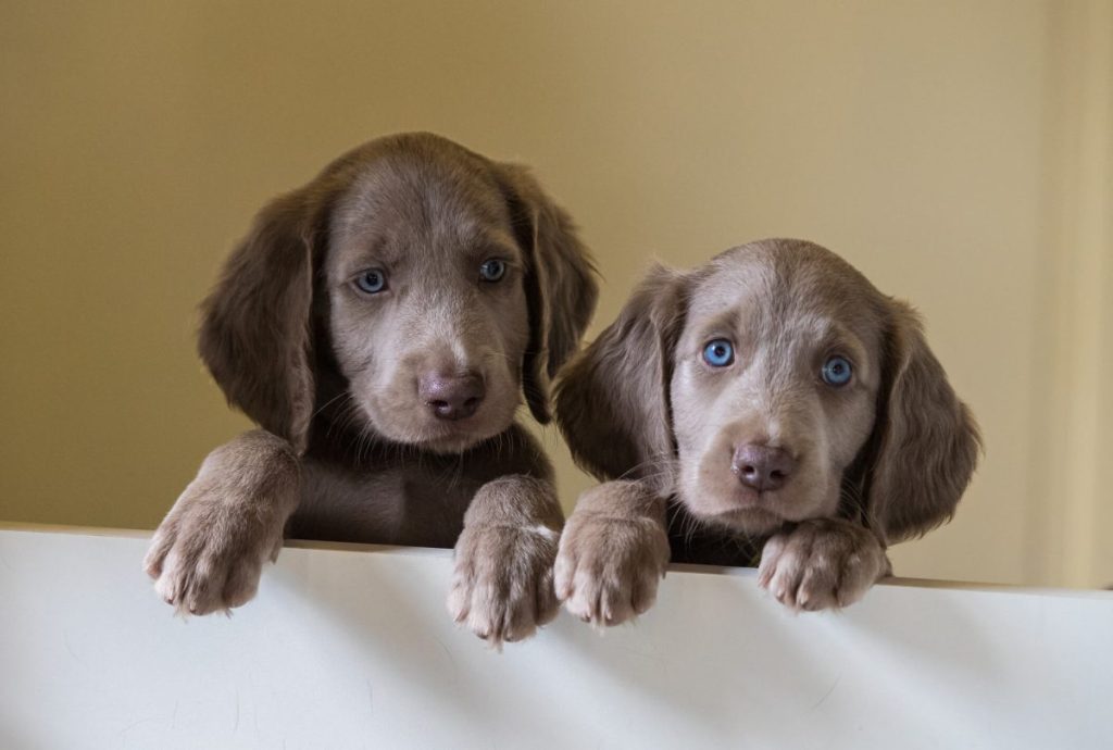 Weimaraner Puppy Pictures and Facts