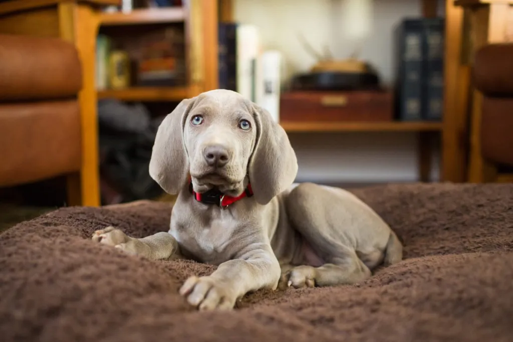 Weimaraner puppy sitting comfortably indoors.