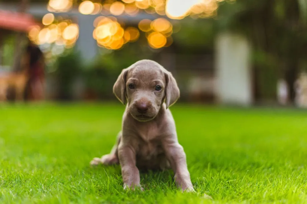 Weimaraner puppy sitting in the grass.