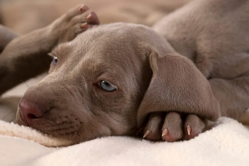 Blue eyed Weimaraner puppy.