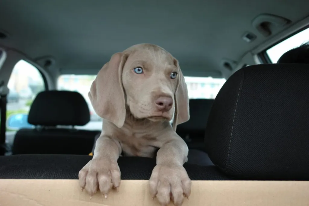 Weimaraner puppy in the backseat of a car.