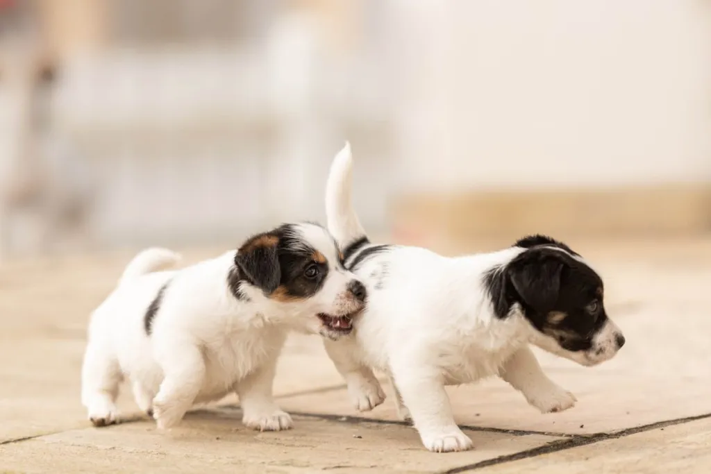 Two Jack Russell Terrier puppies playing.