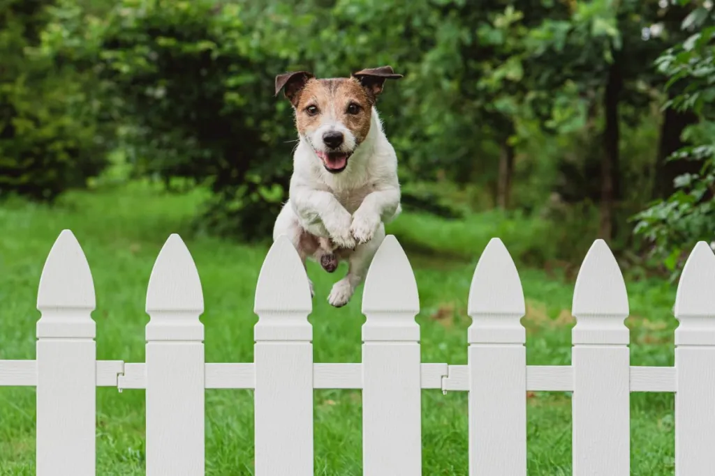 Jack Russell Terrier jumping over the fence.