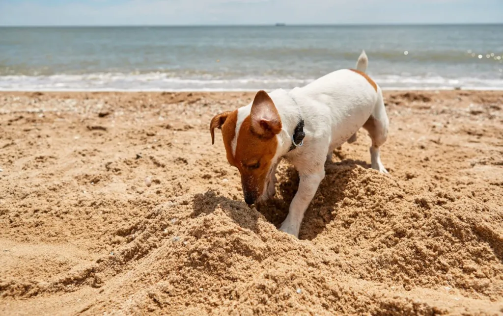 Jack Russell Terrier digging in the sand at the beach.