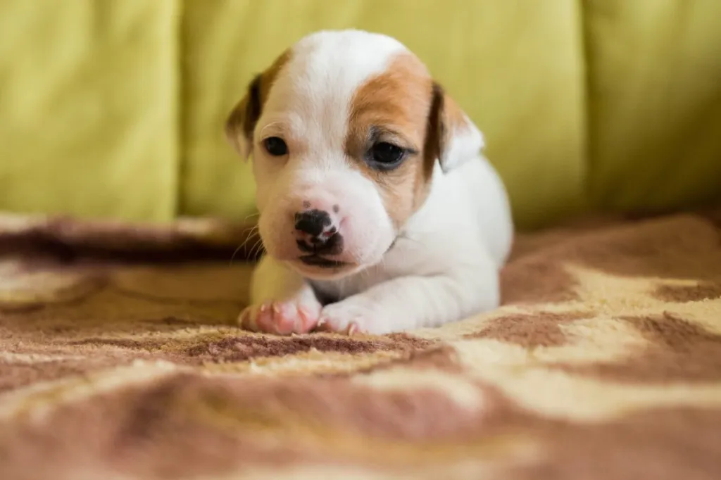 Cute Jack Russell Terrier puppy.