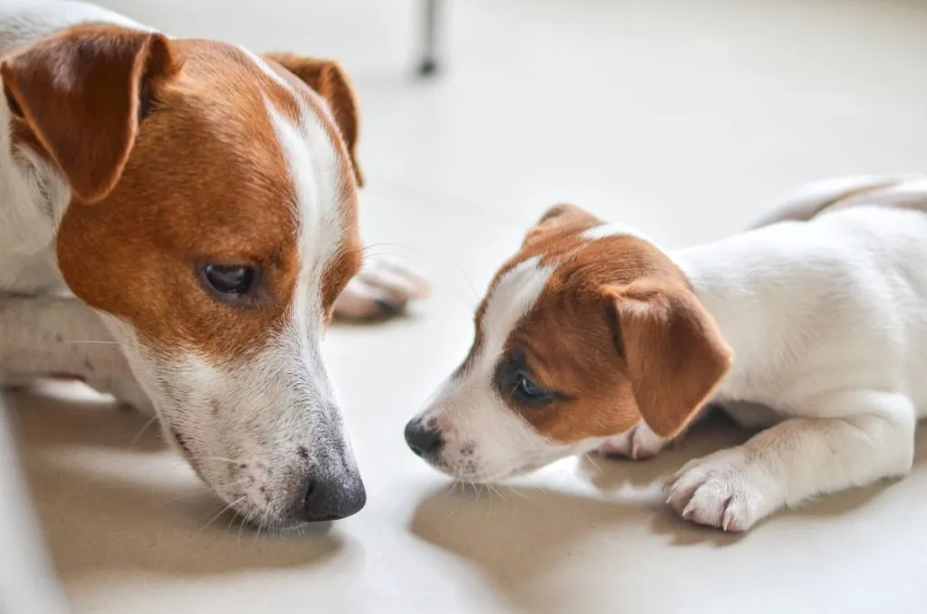 Jack Russell Terrier puppy with dad.