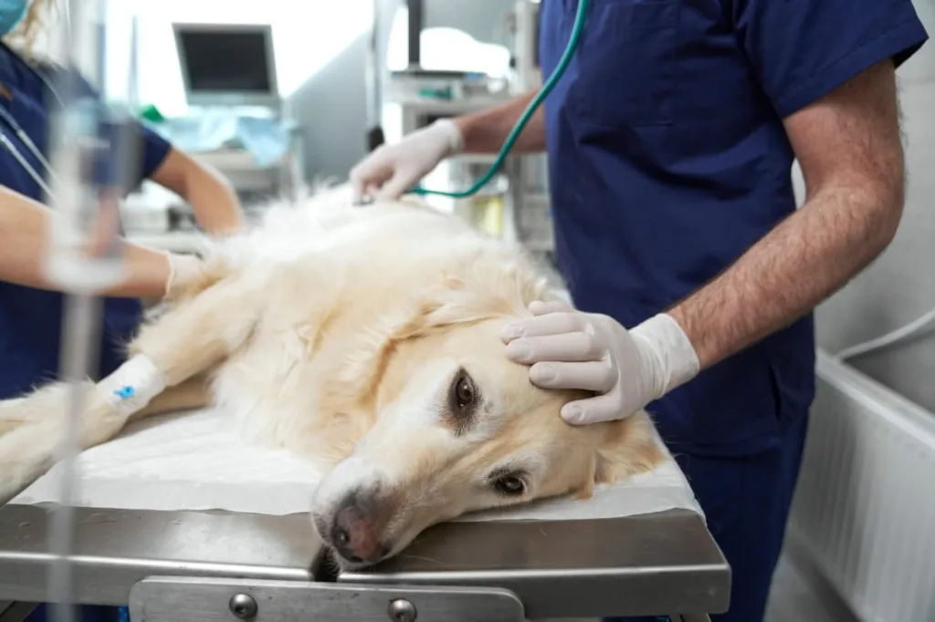 Vétérinaires préparant le chien à l'opération après lui avoir administré de la xylazine ou du Rompun.