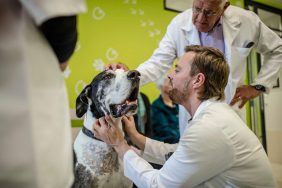 Un dogue allemand atteint d'un cancer des os - ou ostéosarcome - est chez le vétérinaire pour un examen de contrôle.