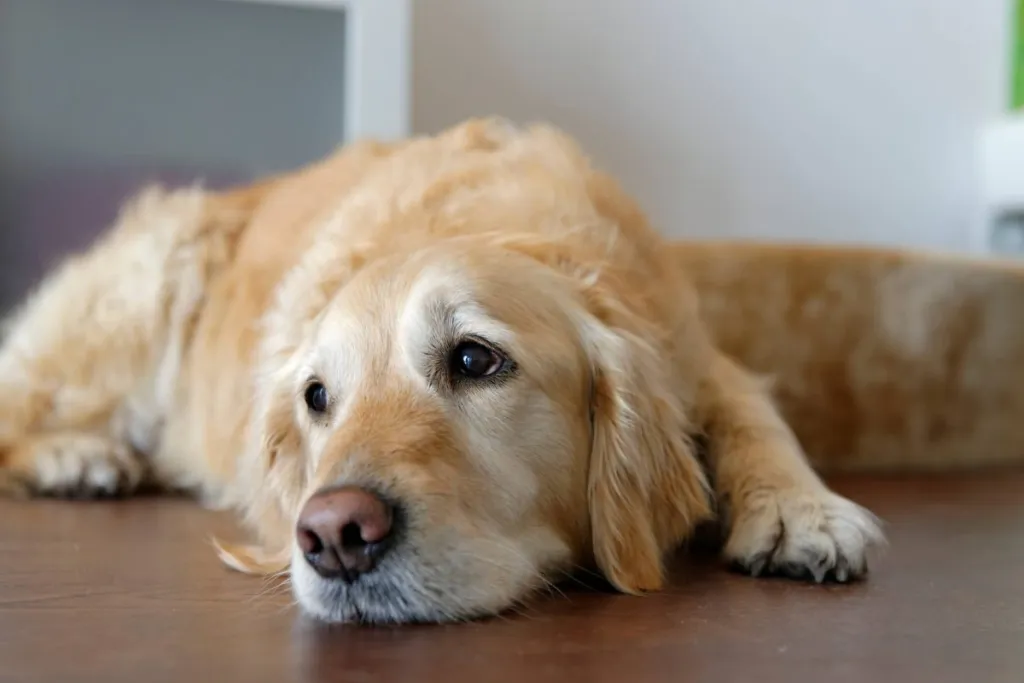 Le Golden Retriever est l'une des races les plus susceptibles de développer un cancer des os.