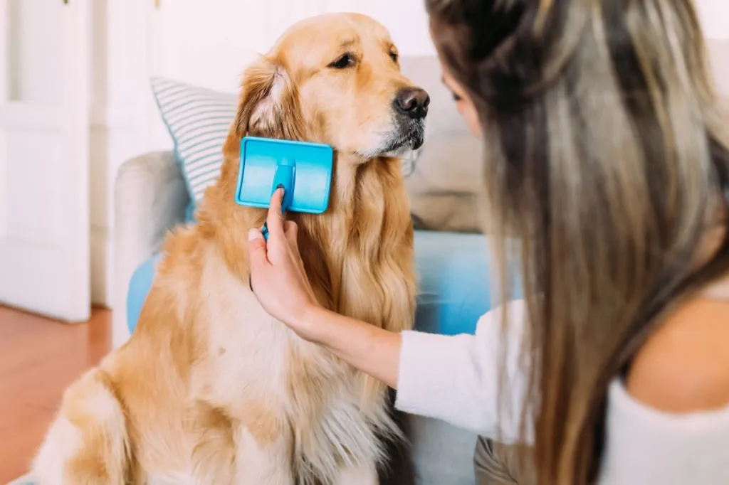 Dog parent brushing her Golden Retriever at home before a grooming session.