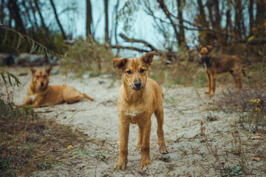 Pack of dogs in Chernobyl.