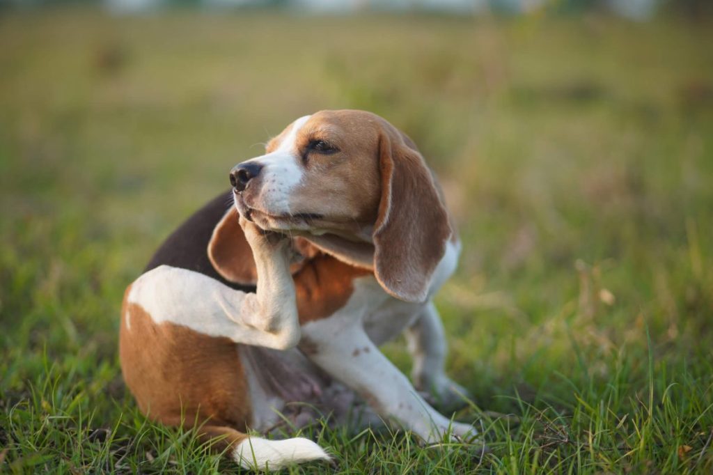 Dog scratching outdoors.