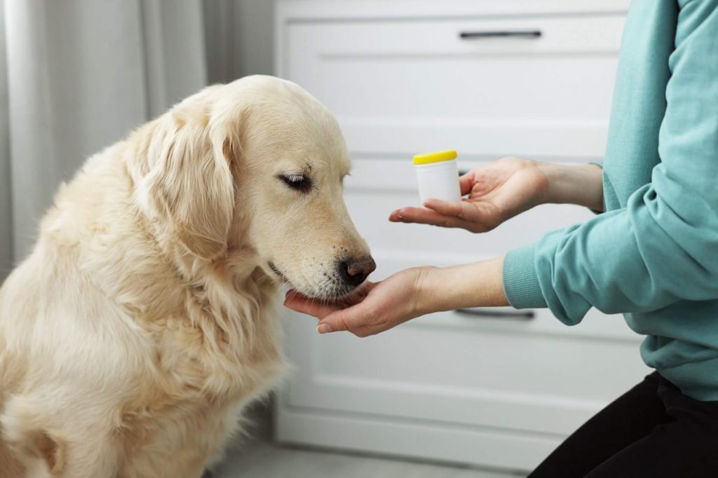 Femme donnant du Benadryl ou de la diphénhydramine à son chien à la maison.