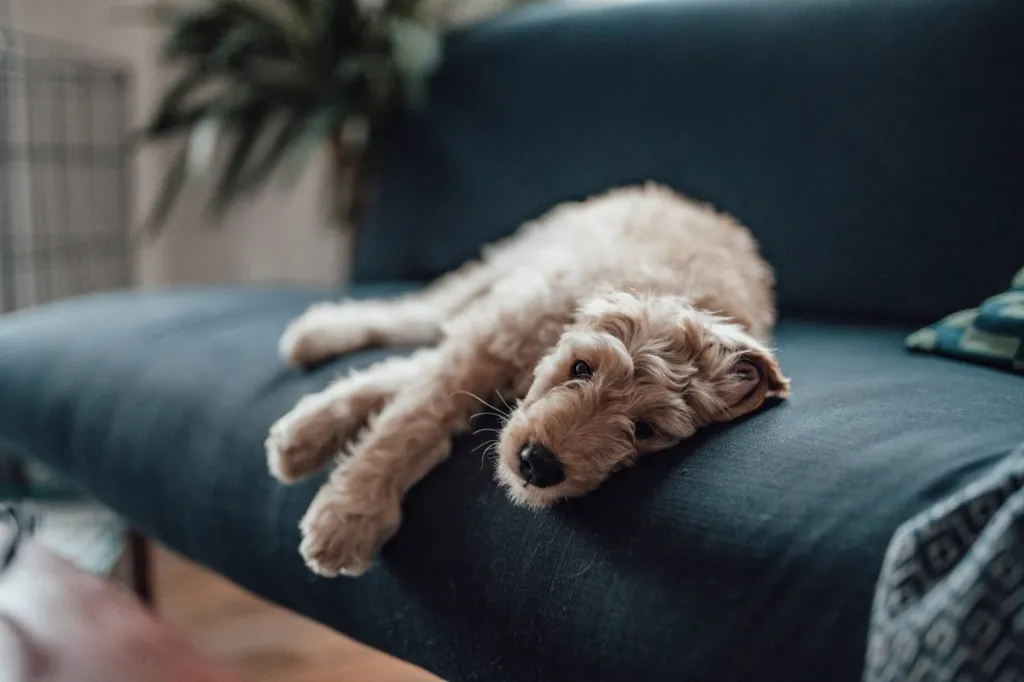 Chien souffrant de somnolence - l'un des effets secondaires de Benadryl.