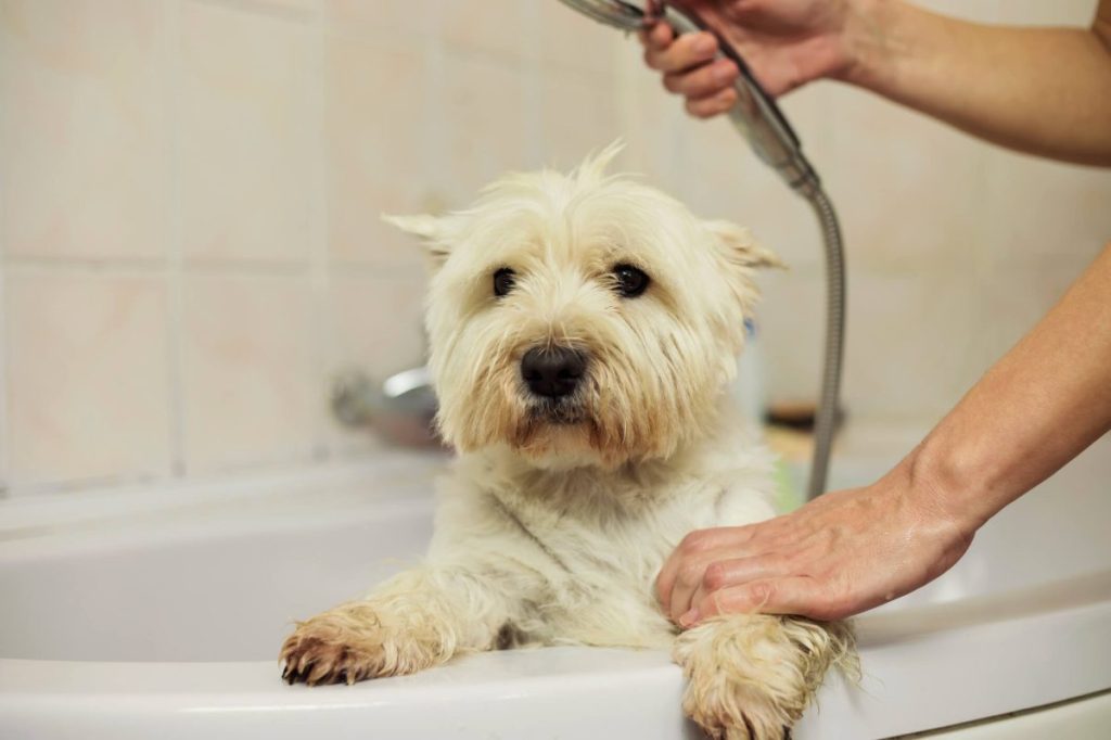 Un parent donne un bain à son chien.