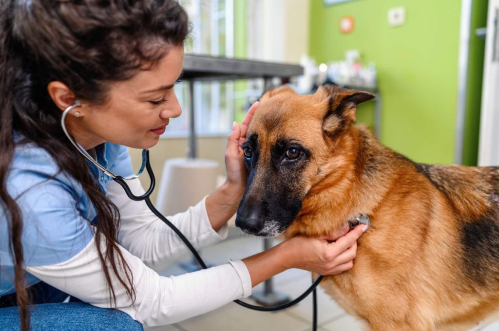 Vétérinaire diagnostiquant la grippe canine chez un animal de compagnie.