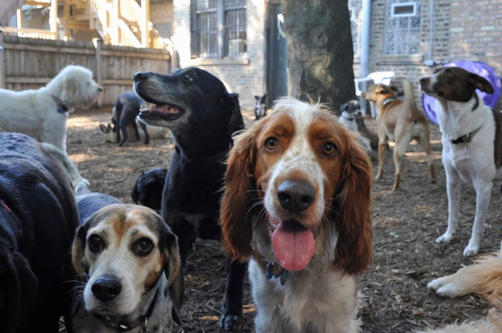 Chiens jouant à l'extérieur dans une garderie - l'une des zones à haut risque de contracter la grippe canine.