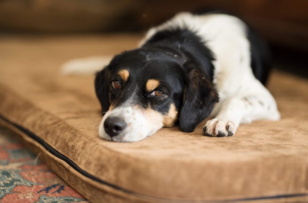 Sick pet lying on the mattress and resting.