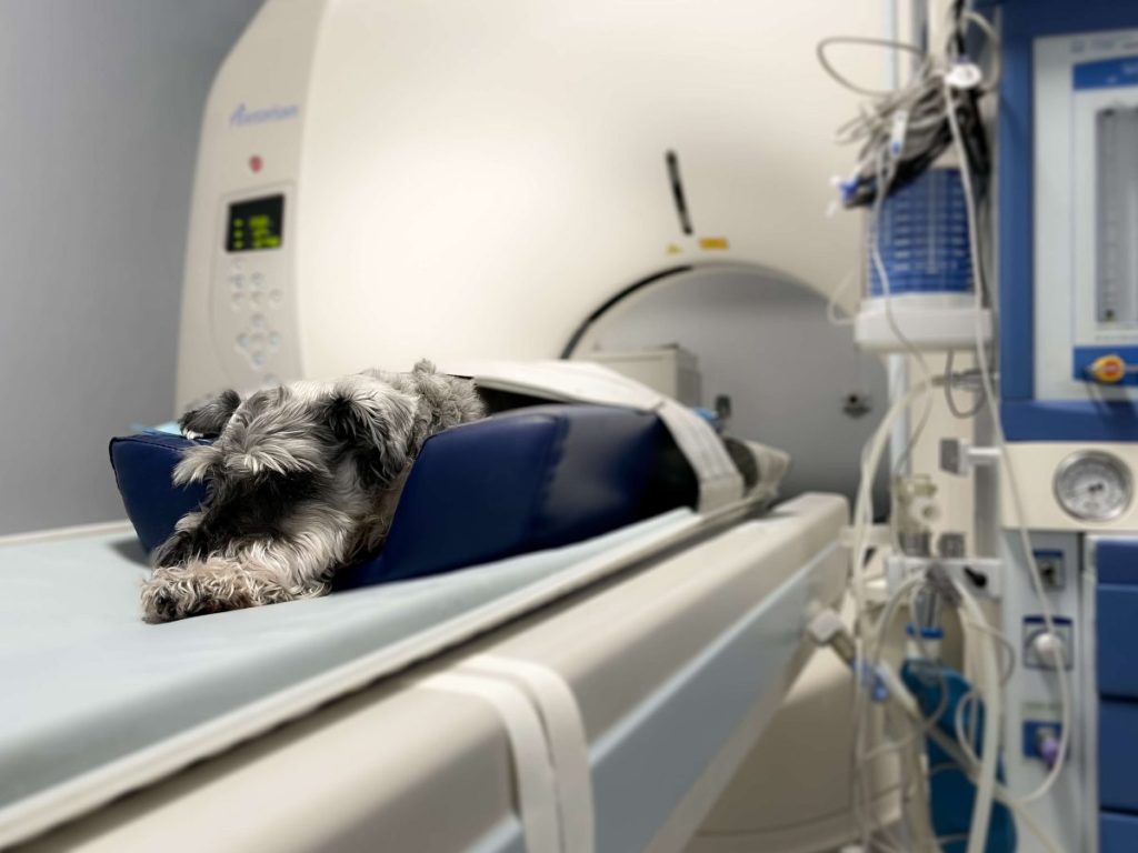 Chien subissant un scanner pour le diagnostic d'un lymphome.