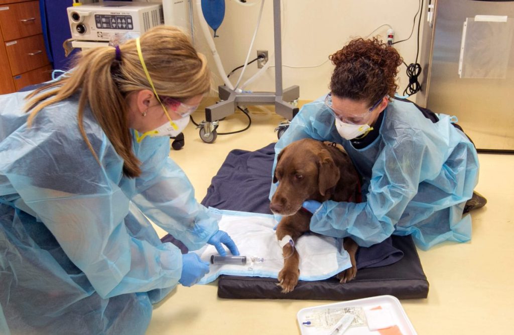 Un labrador reçoit une chimiothérapie lors d'une visite au 404 Veterinary Referral Hospital.