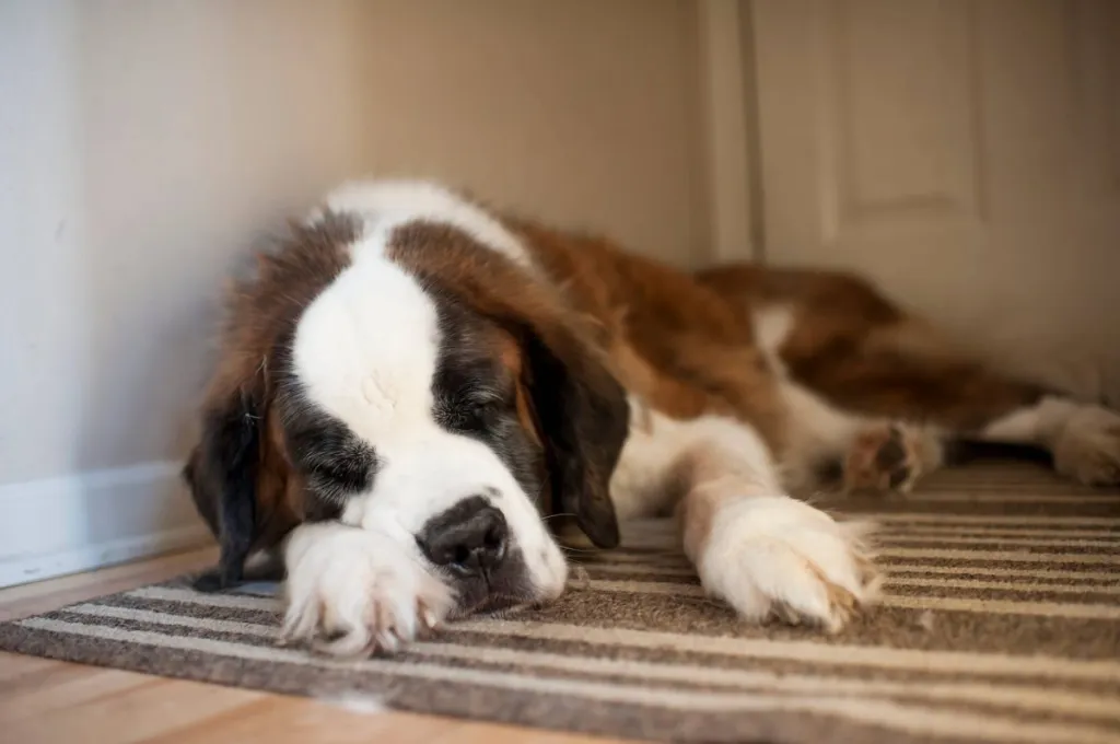 St. Bernard fatigué, couché sur le sol et endormi.