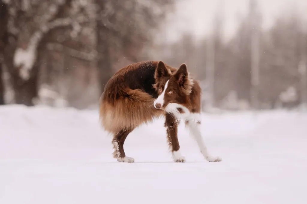 Border Collie catching their own tail.