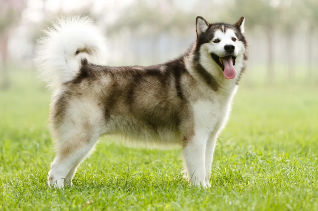 Chien malamute d'Alaska avec une queue naturellement enroulée.