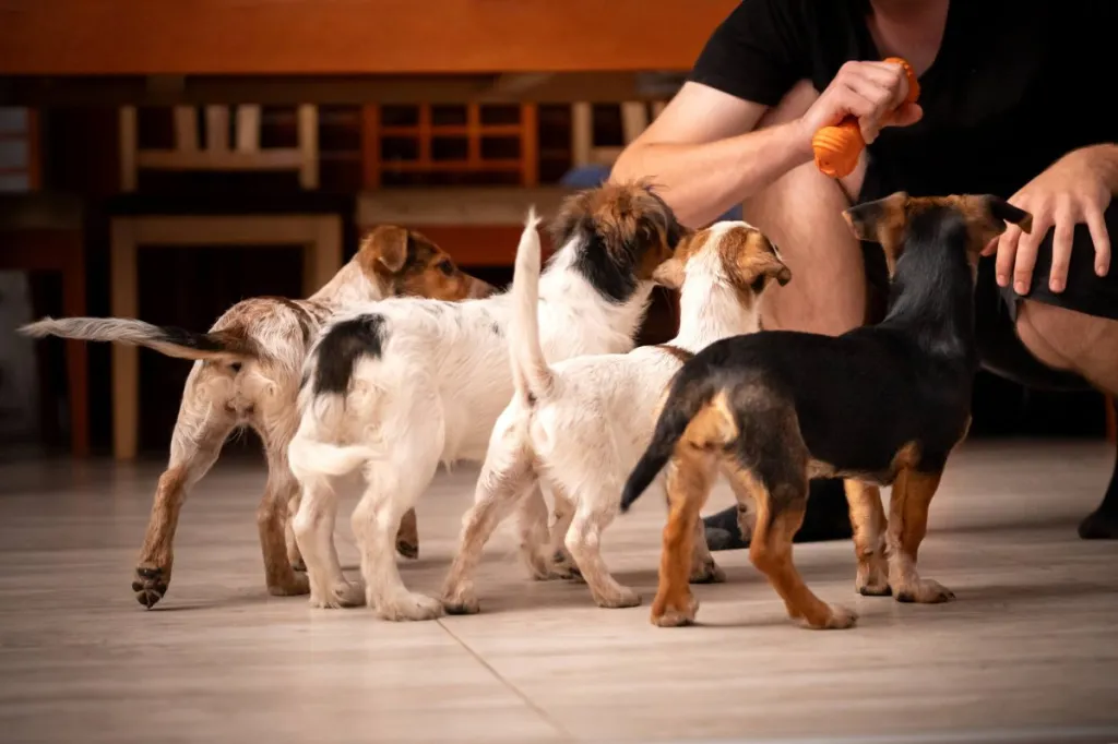 Quatre chiots se tiennent devant le gardien et attendent le jouet, la queue dans différentes positions.