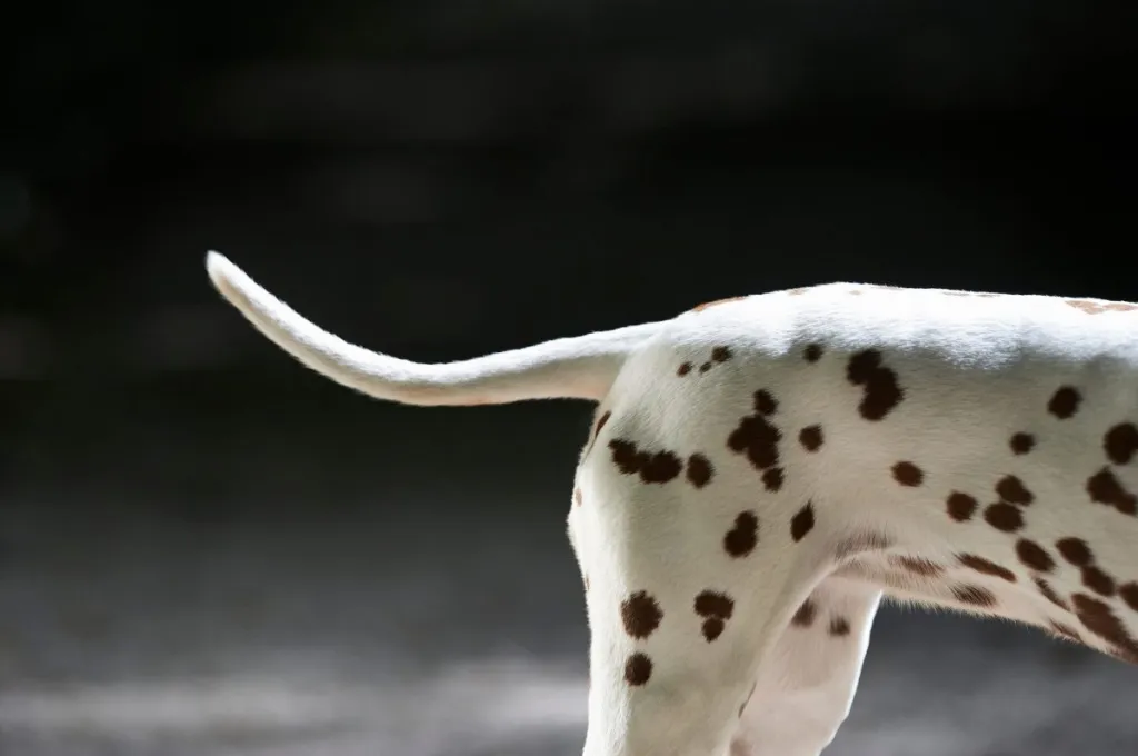 Corps et queue d'un chien dalmatien.