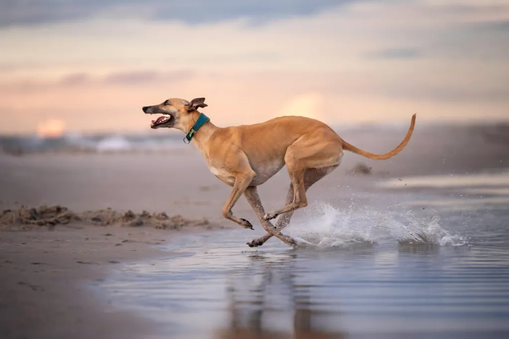 Un chien Greyhound courant sur la plage.