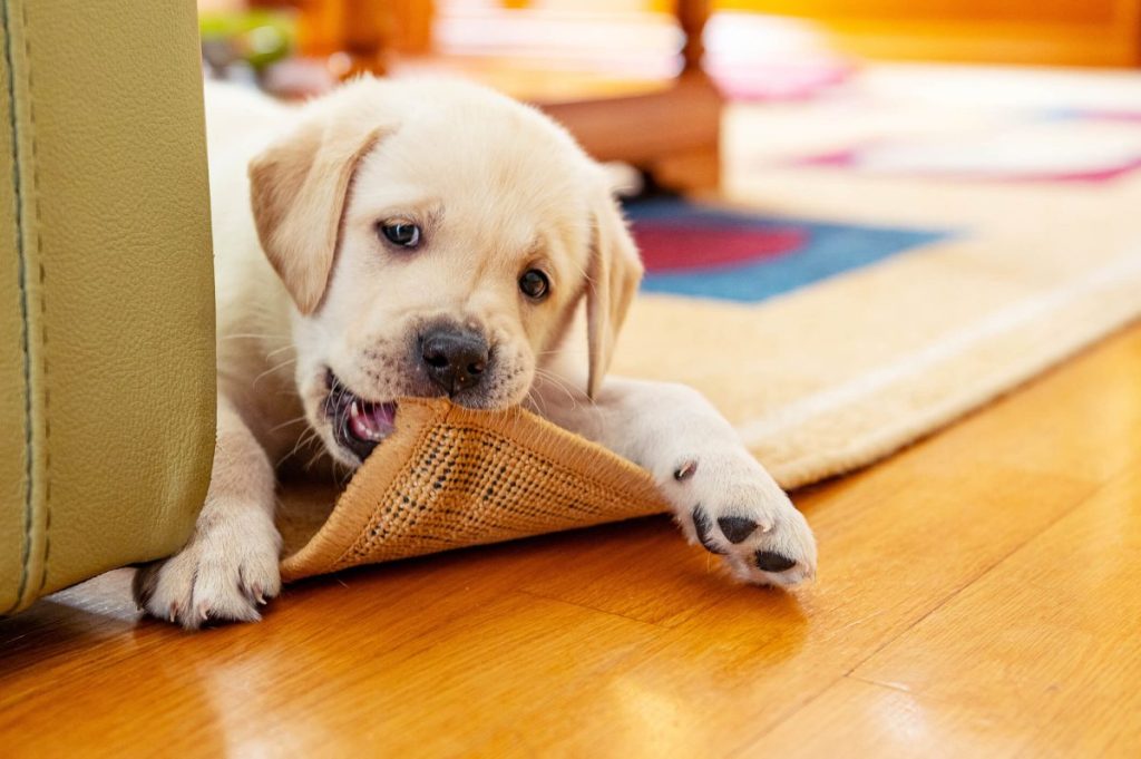 Golden Retriever puppy chewing on carpet in the living room.