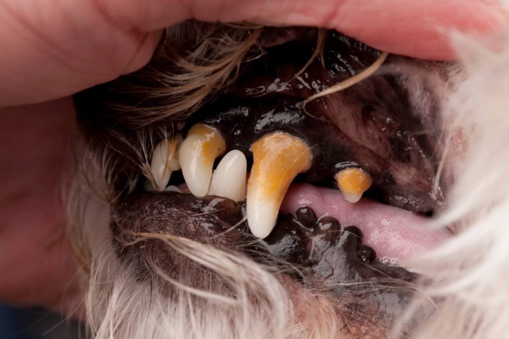 Chien de treize ans atteint d'une maladie parodontale de stade 3.