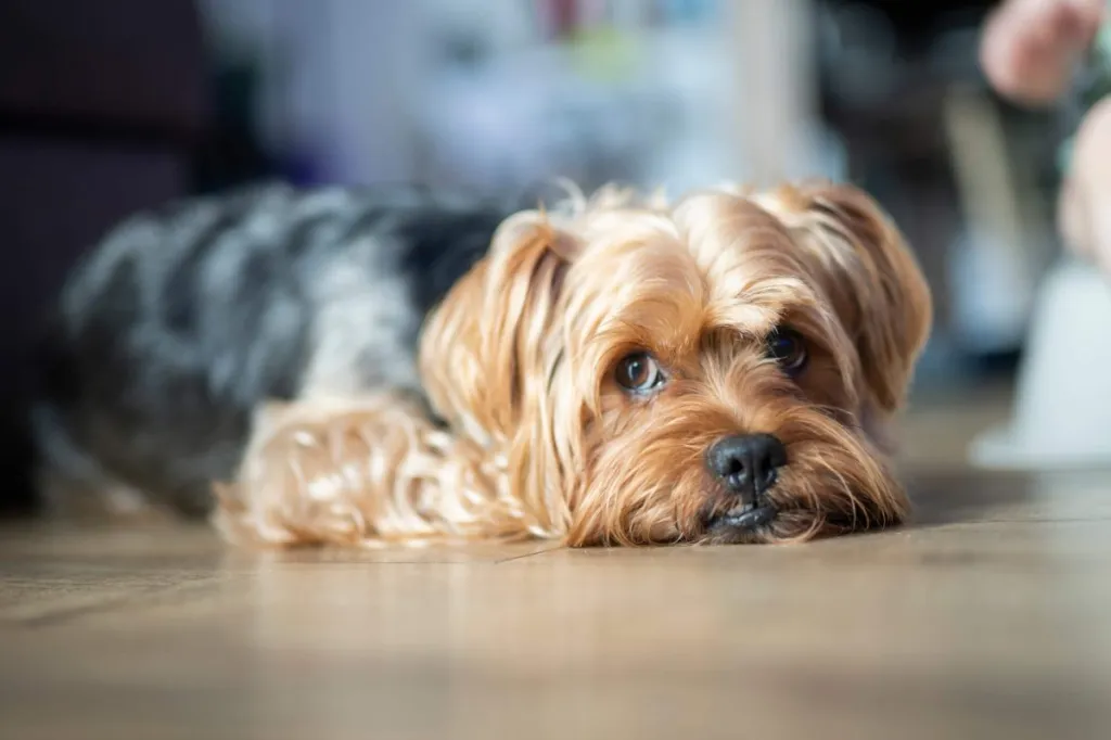 Yorkie couché sur le sol.