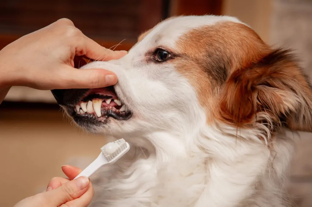 Woman cleaning and brushing teeth of a dog to prevent tartar buildup and periodontitis.