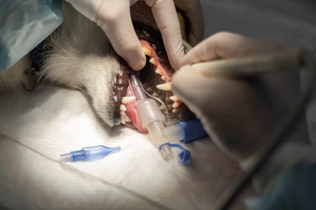 Vétérinaire nettoyant les dents d'un chien sous anesthésie, l'un des traitements de la maladie parodontale.