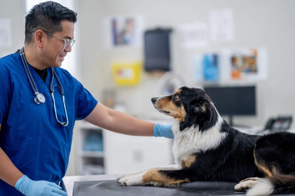 A large breed dog lays casually on an examination table as a male vet interacts with the dog before administering some routine vaccinations.