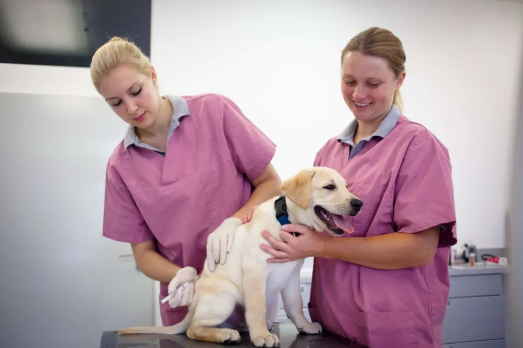 Two female vets preparing a Labrador Retriever puppy for vaccination.