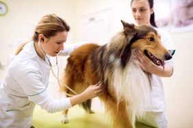 Female vet performing a physical exam on dog to diagnose pyometra.