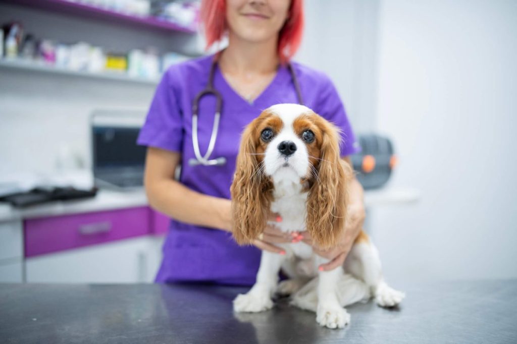 Cavalier King Charles Spaniel chez le vétérinaire pour un examen, l'une des races de chiens les plus sensibles au pyomètre.