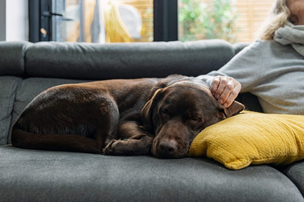 Labrador Retriever fatigué sur un canapé avec une main humaine caressant le chien.