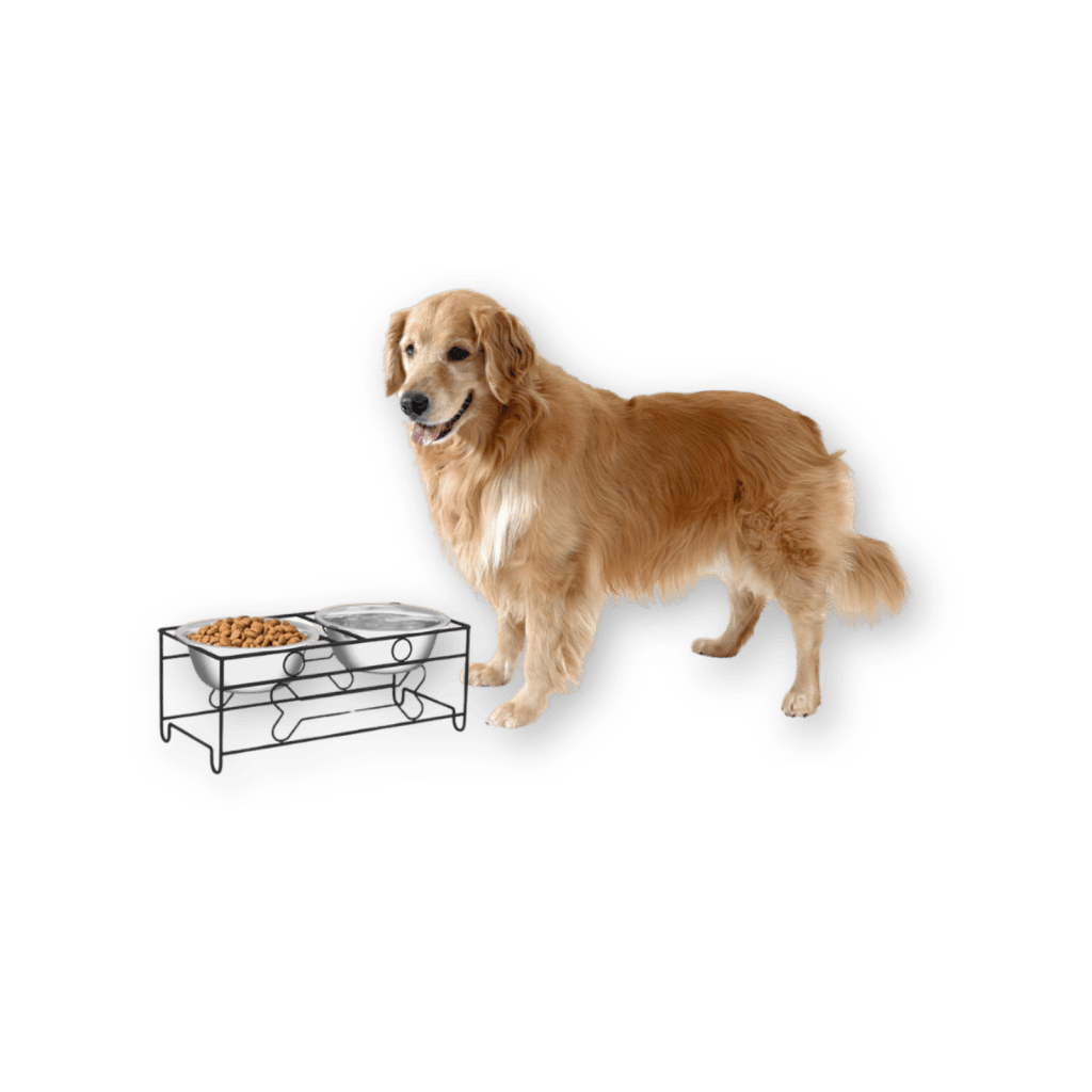 Best Elevated Dog Bowl by PETMAKER