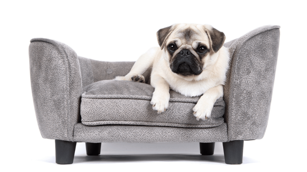 Best Dog Beds