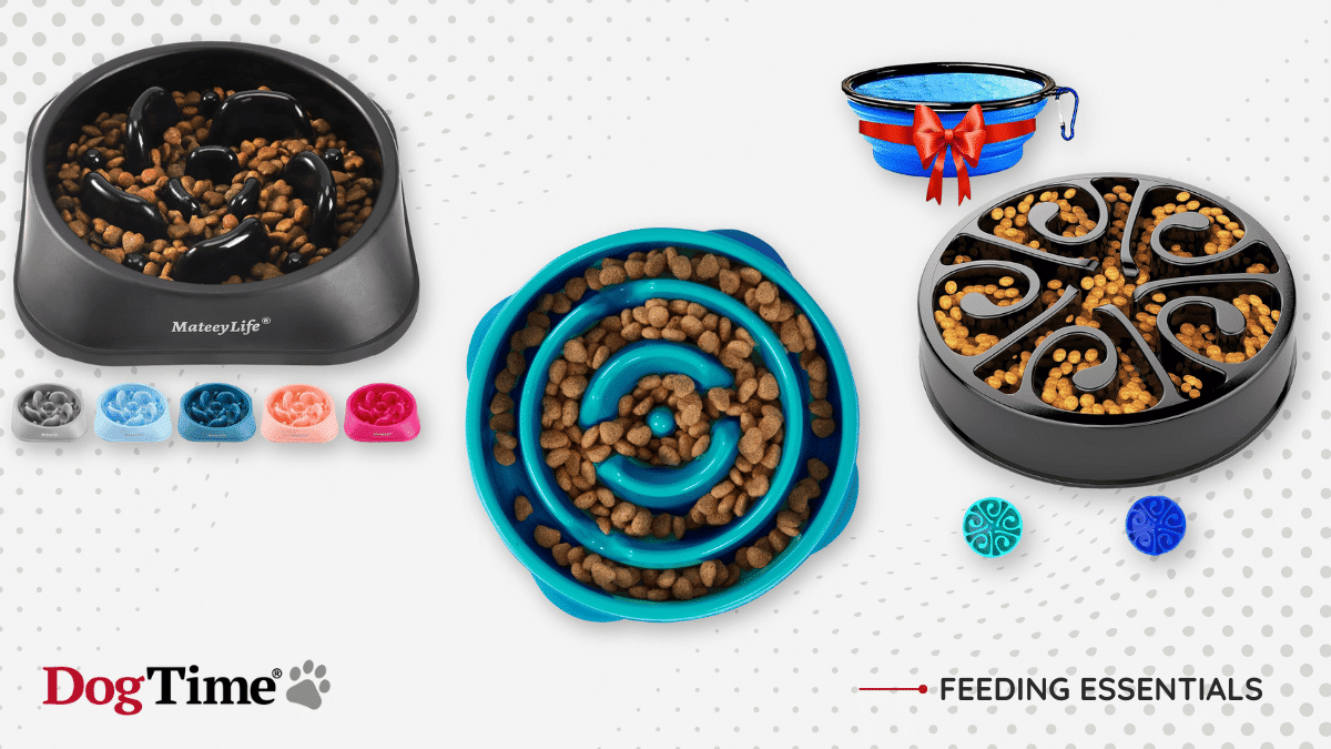 View of 7 Best Slow-feeder Dog Bowls to Enhance Your Pet’s Mealtime - DogTime