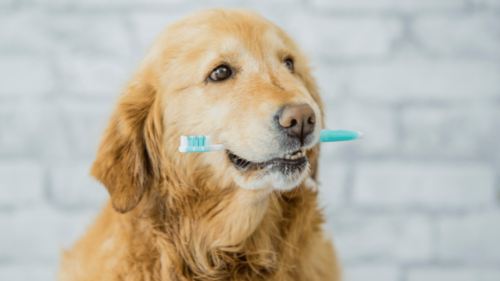 best dog toothbrush