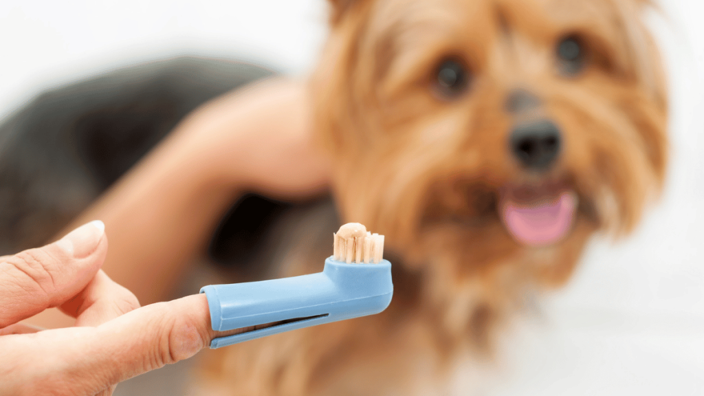best toothbrush for dogs