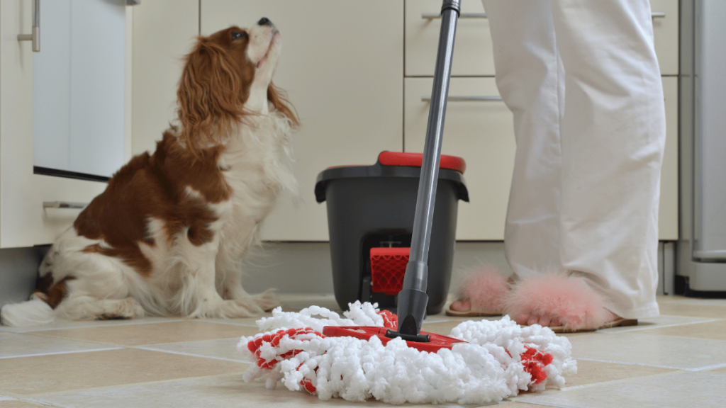 8 Best Enzyme Cleaners that Get Rid of Pet Odors and Stains DogTime