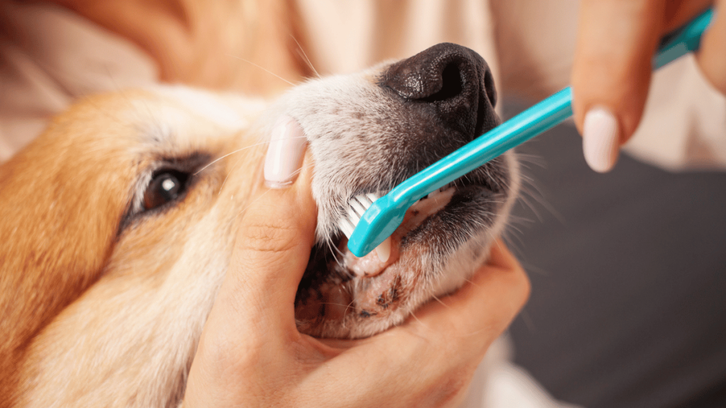 toothbrush for dogs
