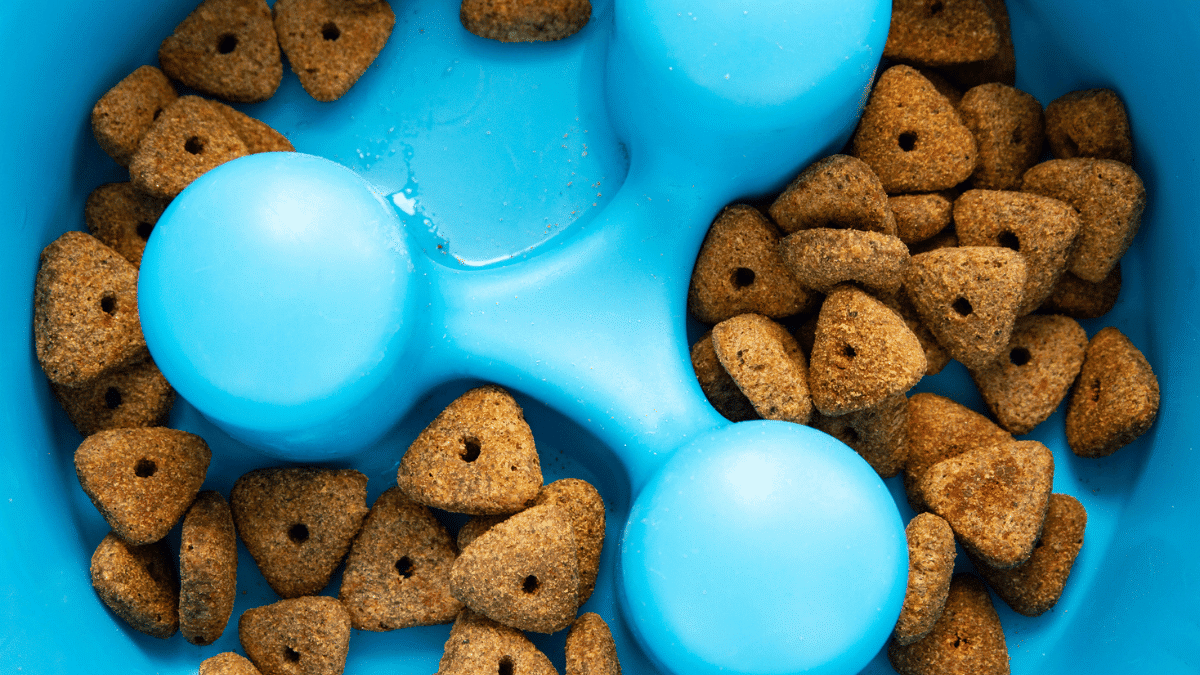 7 Best Slowfeeder Dog Bowls to Enhance Your Pet’s Mealtime DogTime