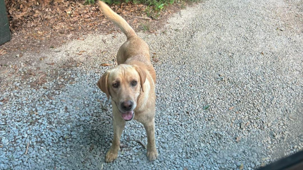 stray dog chasing a doggy daycare bus in Franklin County, Georgia