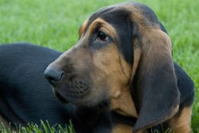 A bloodhound sitting on grass. Looks similar to the missing dog who recently reunited with her family in Florida.